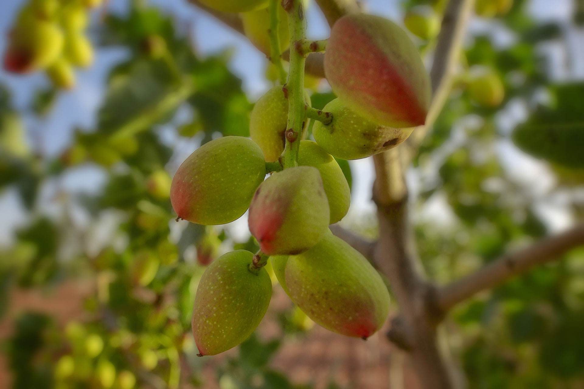 Europea_del_Pistacho_10OP